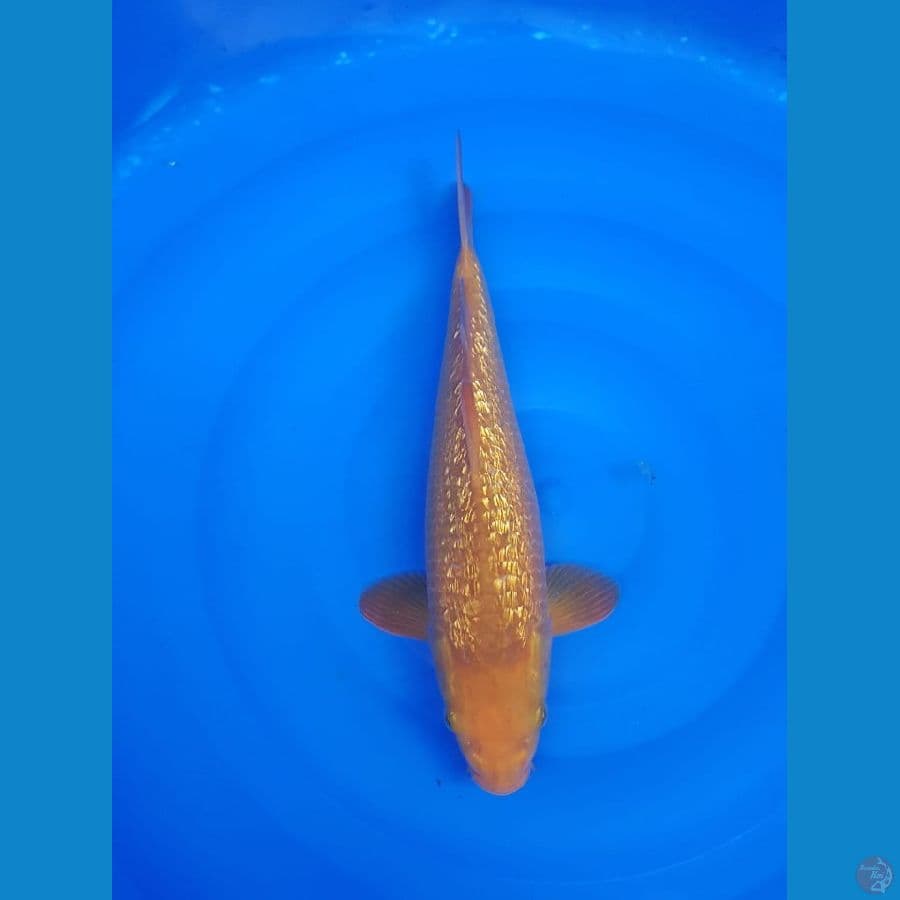 Karamel fuull ginrin 34cm male