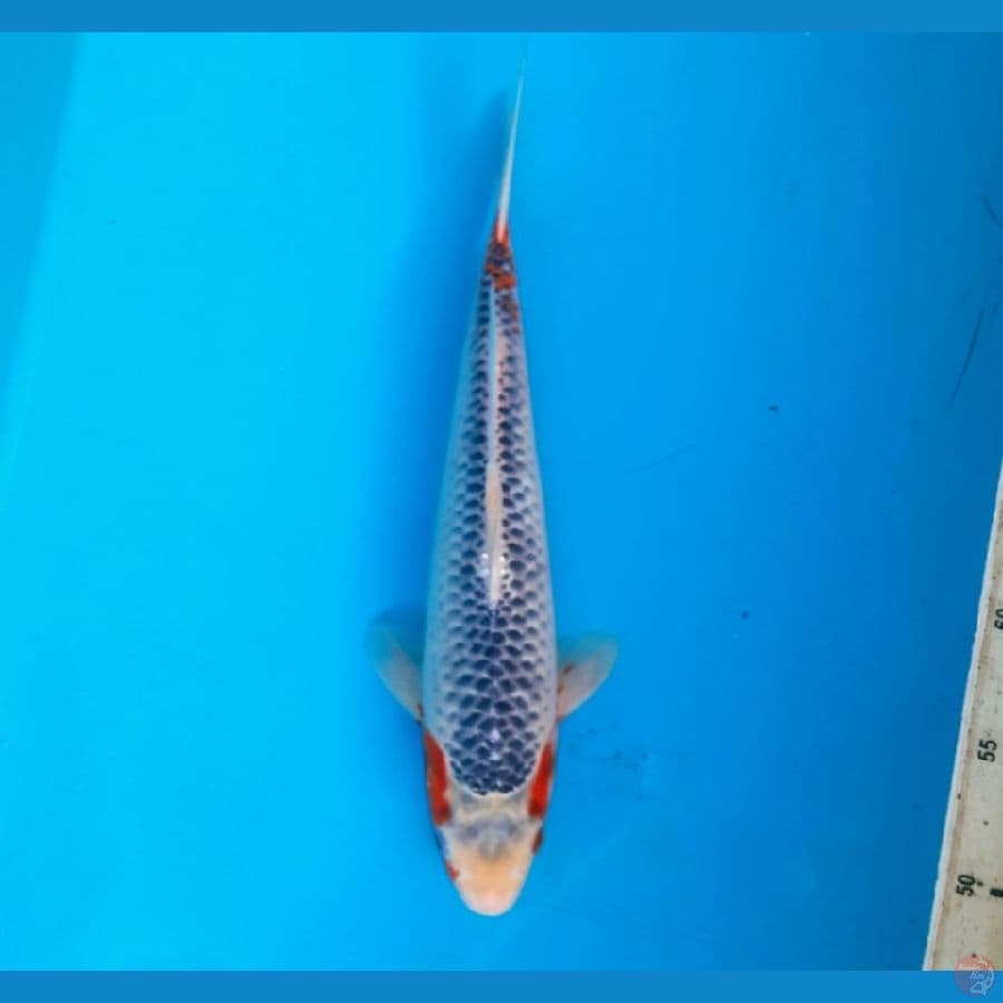 Asagi 30cm Male