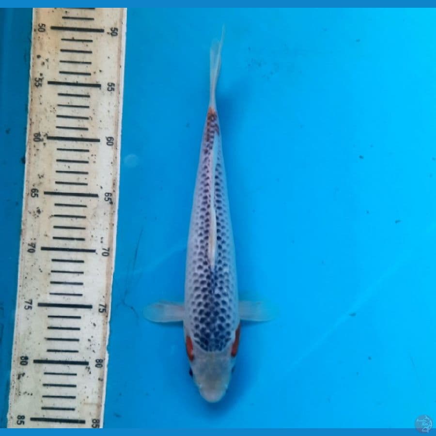 Asagi 31cm Male