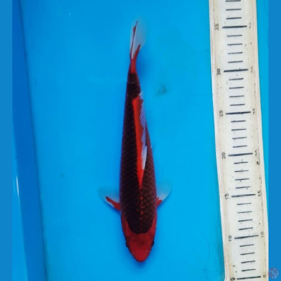 Aka matsuba 26cm Male