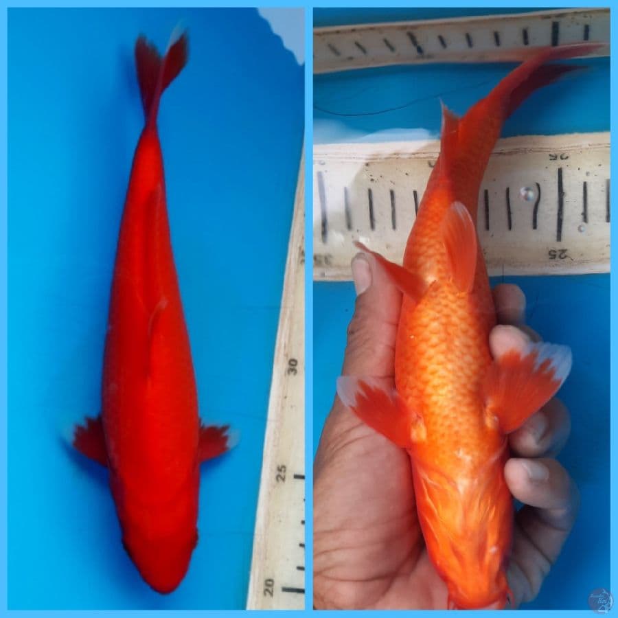 Aka Hajiro 23cm Male