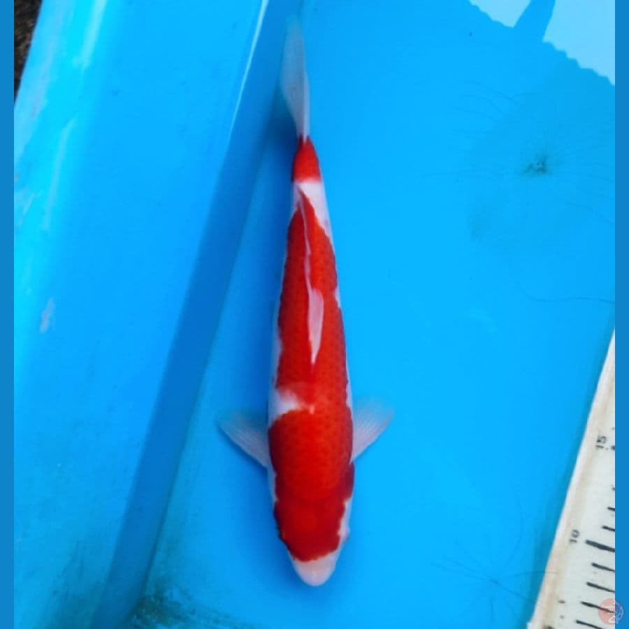 Kohaku 28cm Male