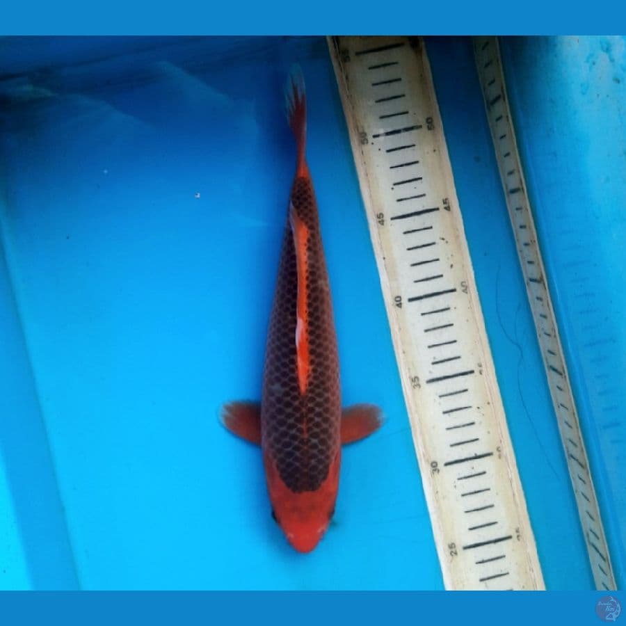 Aka matsuba 27cm Female