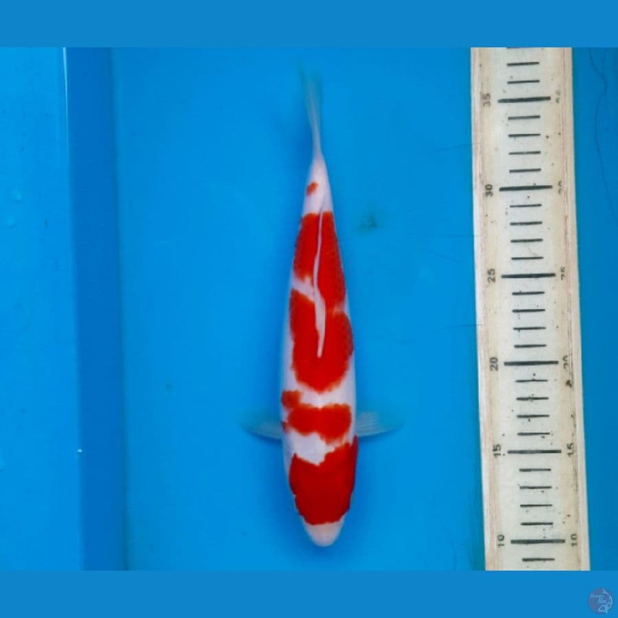 Kohaku 26cm Male
