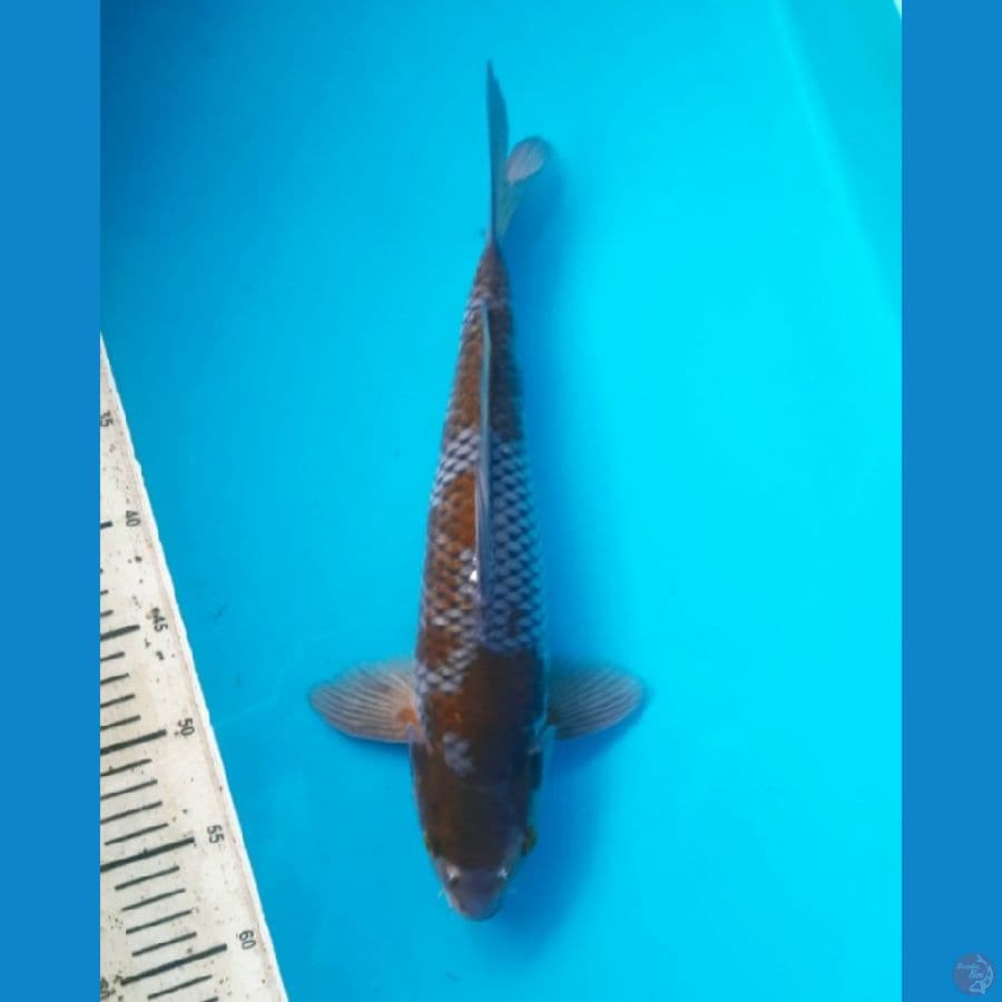 Ochiba 37cm Male
