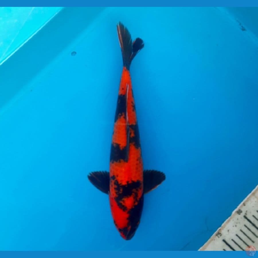Hi utsuri 32cm Male