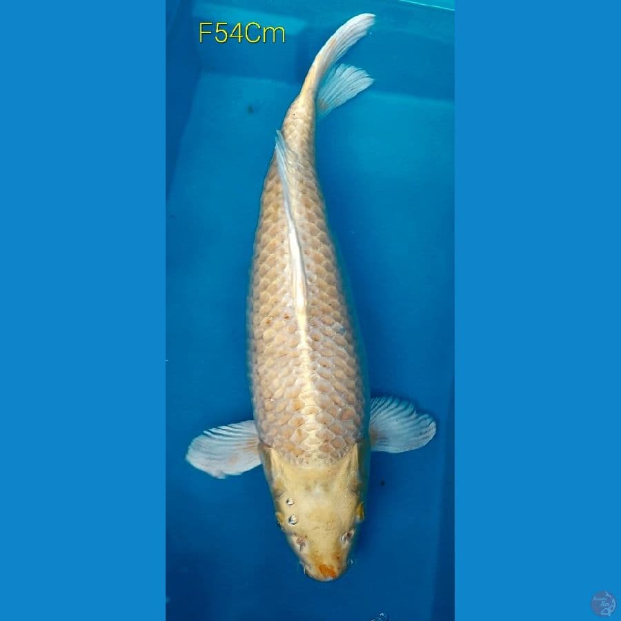 Ogon M54Cm
