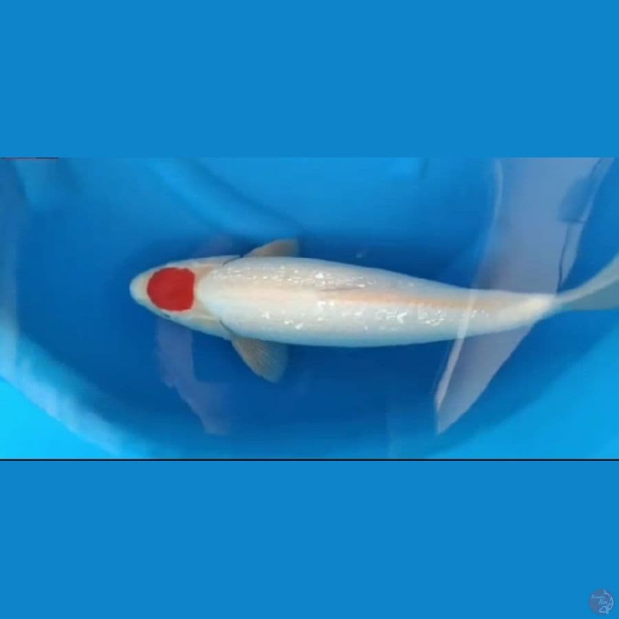 Tancho Kohaku Ginrin 44Cm Male