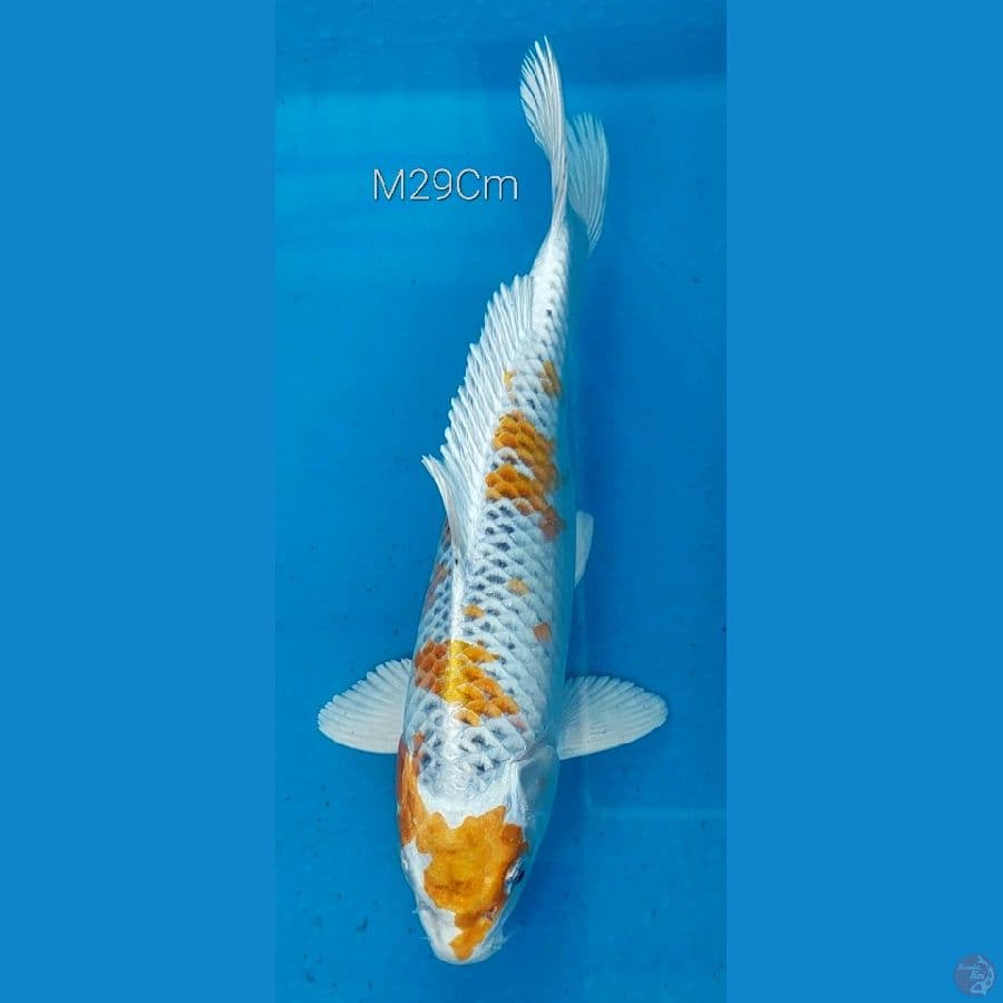 Kujaku Kirin M29Cm