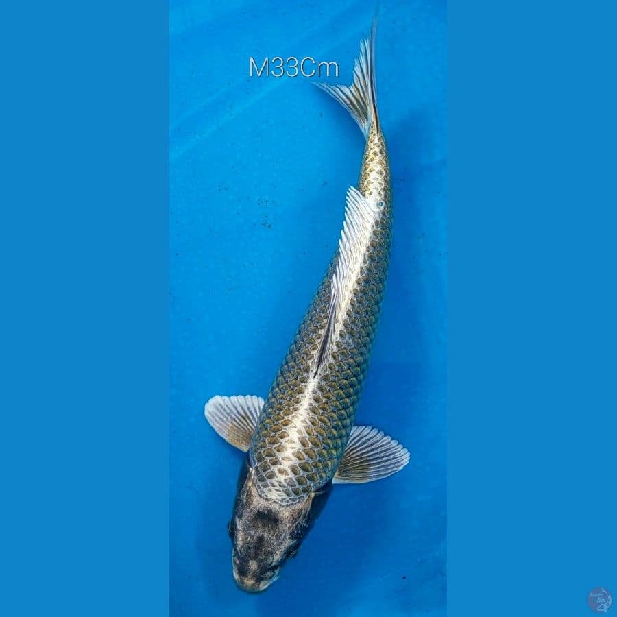 Mukasi M33Cm