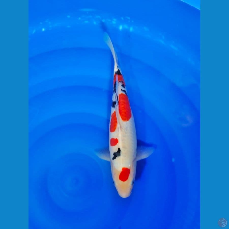 maruten doithsu 34cm