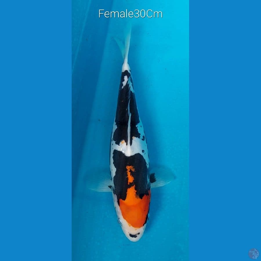 Beni Kumon F30Cm