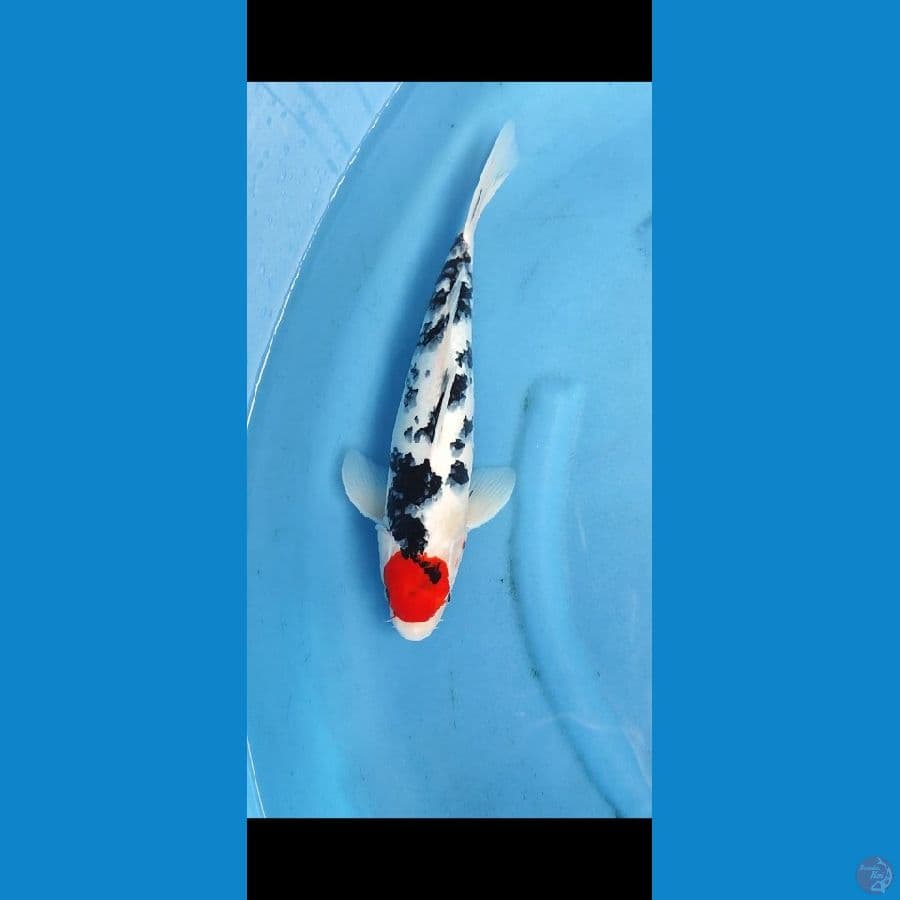Tc sanke _42 cm