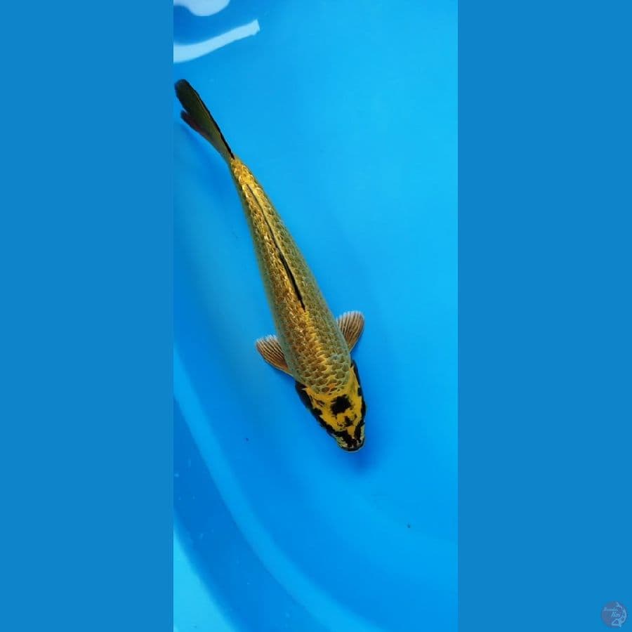 mukasi gold 31 cm