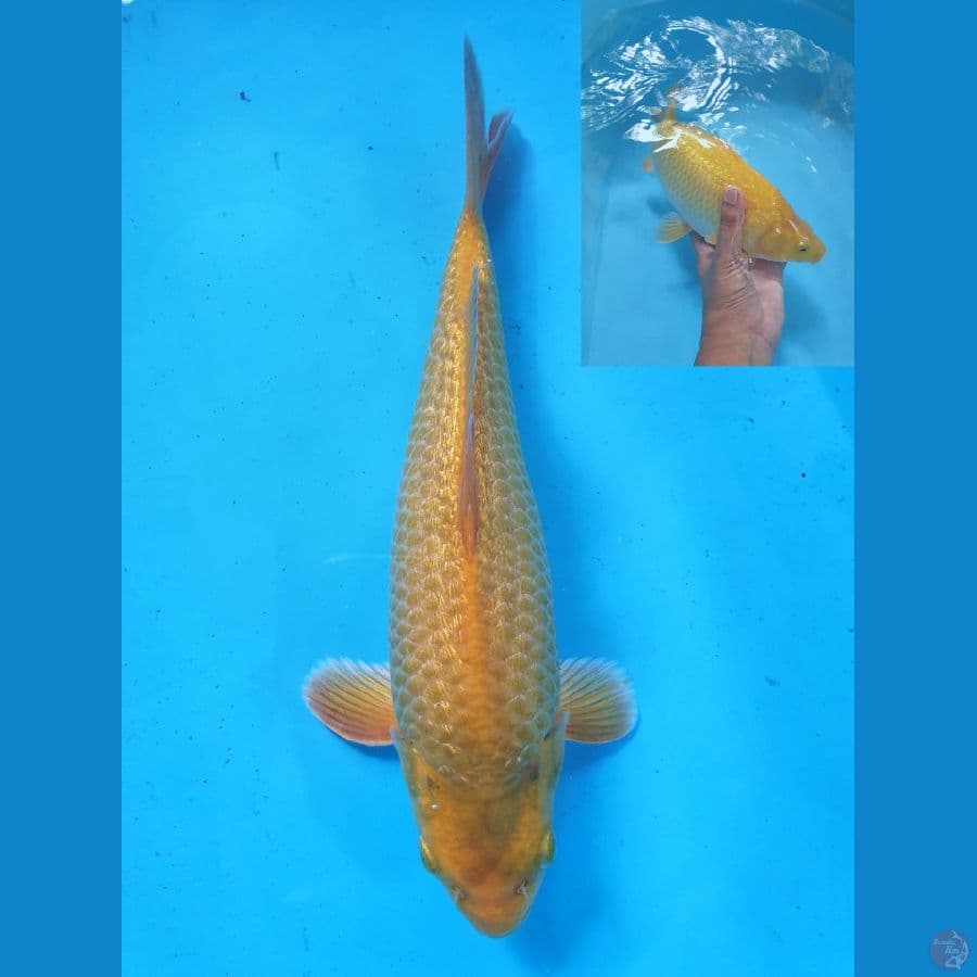 karasi body, ginrin istimewa 24cm (kepala sedikit dekik tapi hampir tidak kelihatan)