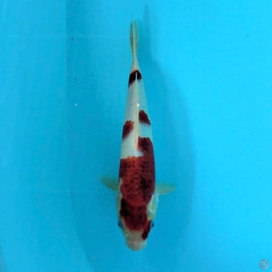 koromo 25cm