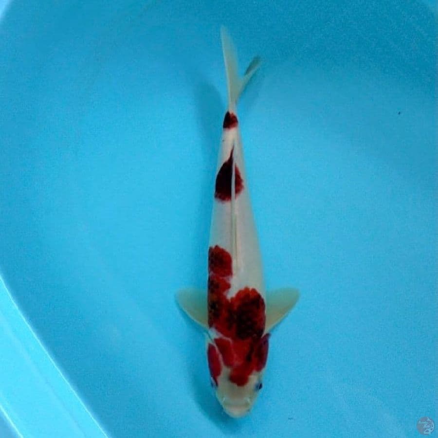 koromo 30cm