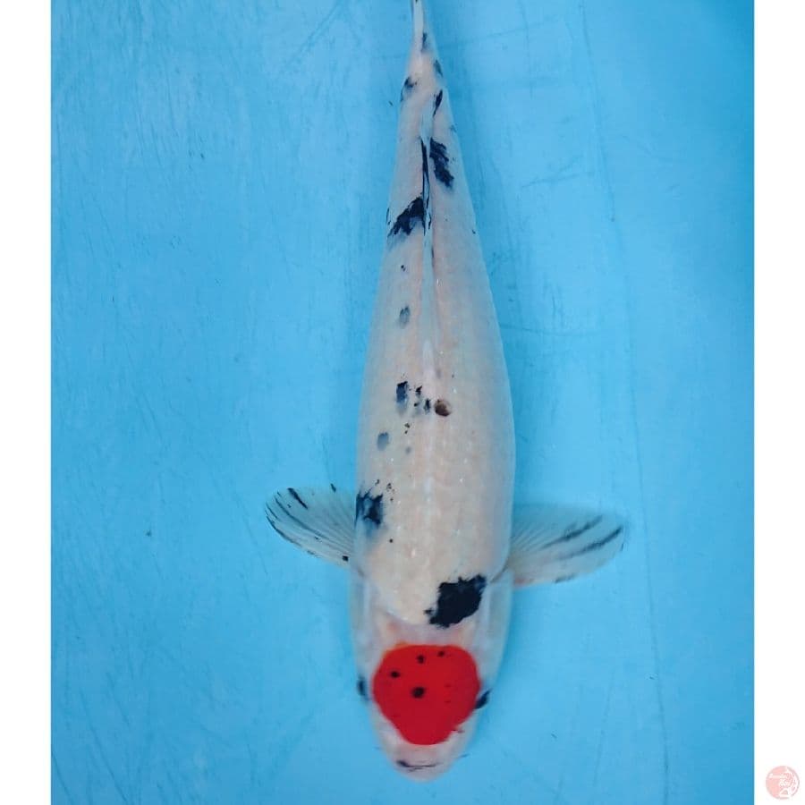 TANCHO 33 CM