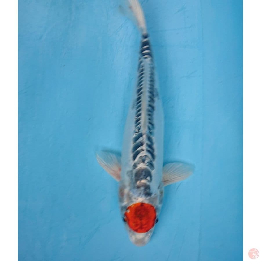 TANCHO KUJAKU DOIT 33 CM