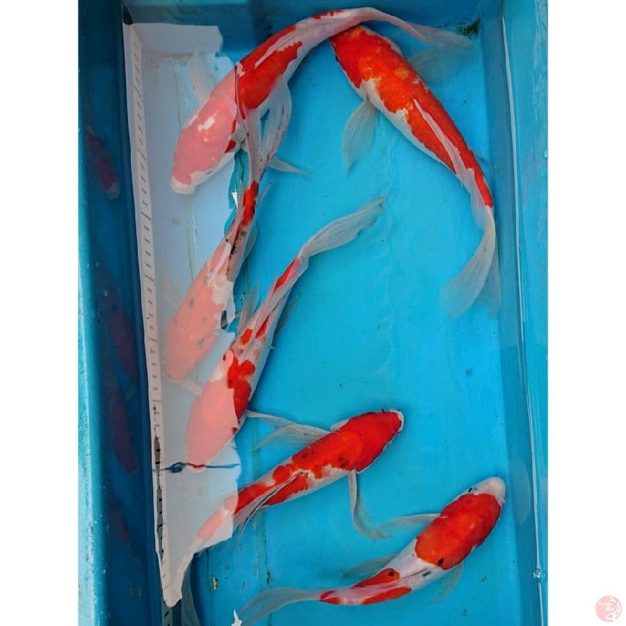 KUMPAY KOHAKU SANKE 25-30 CM