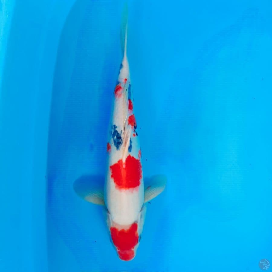 kindai showa 40 cm