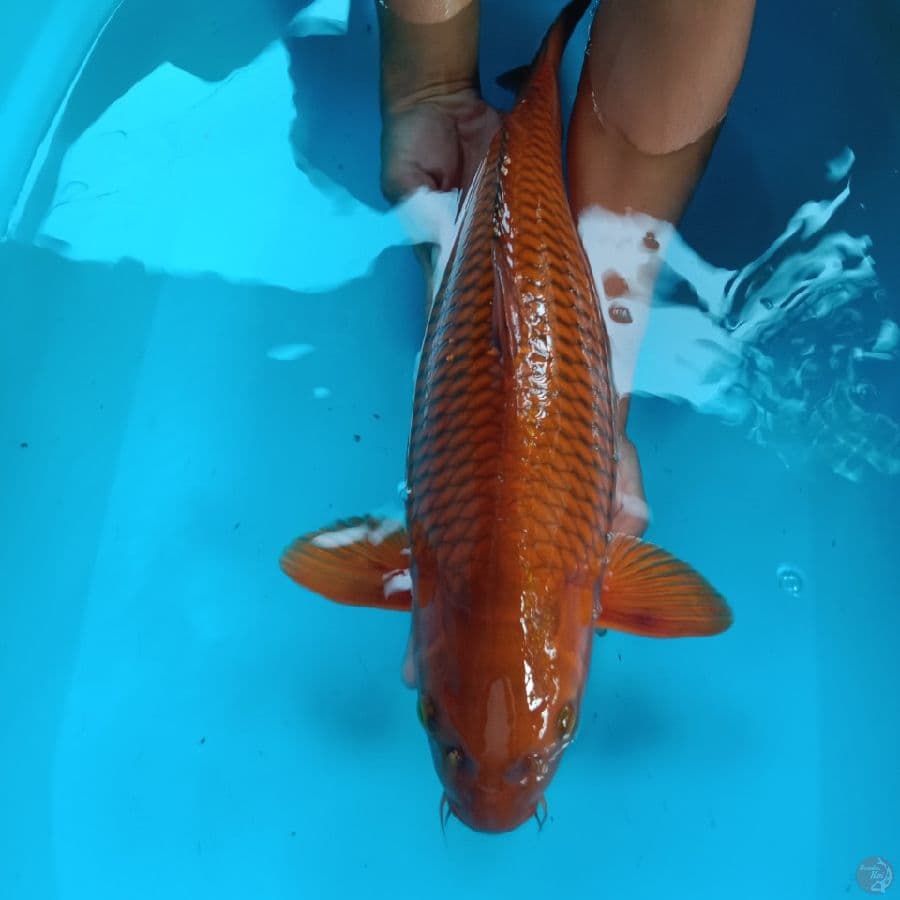 chagoi jumbo 45 cm
