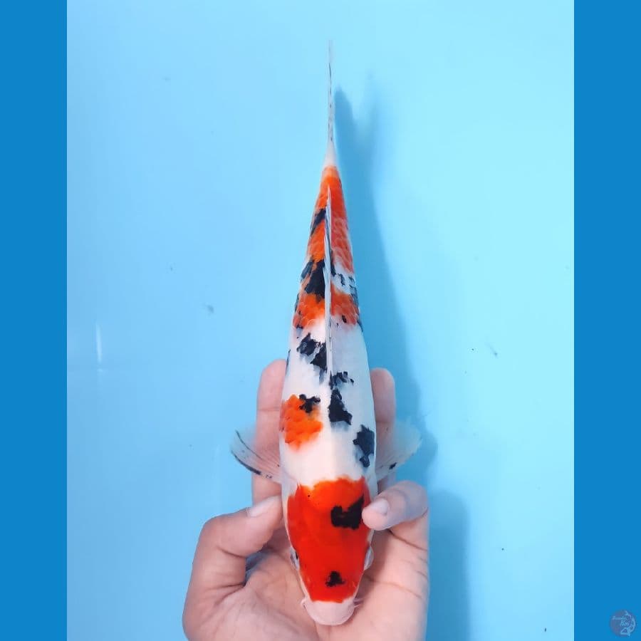SANKE 26CM - MALE