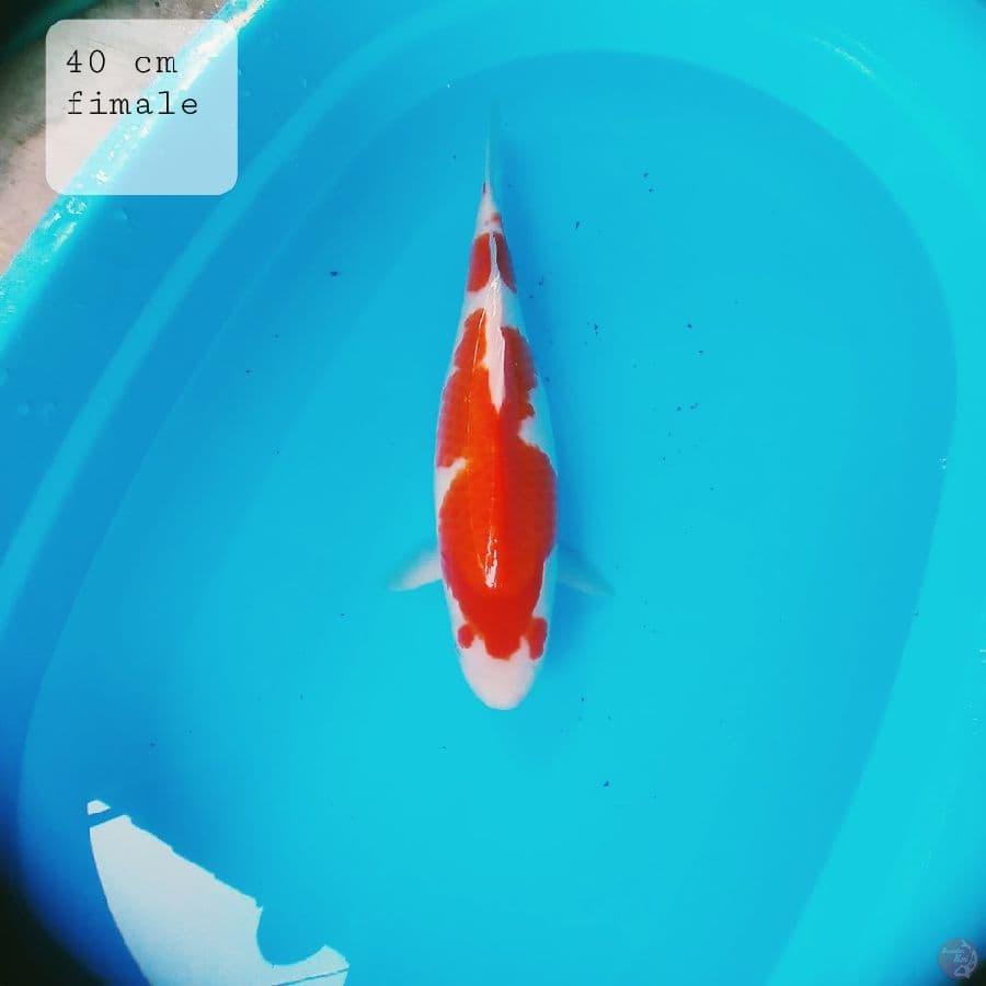 showa 41 cm