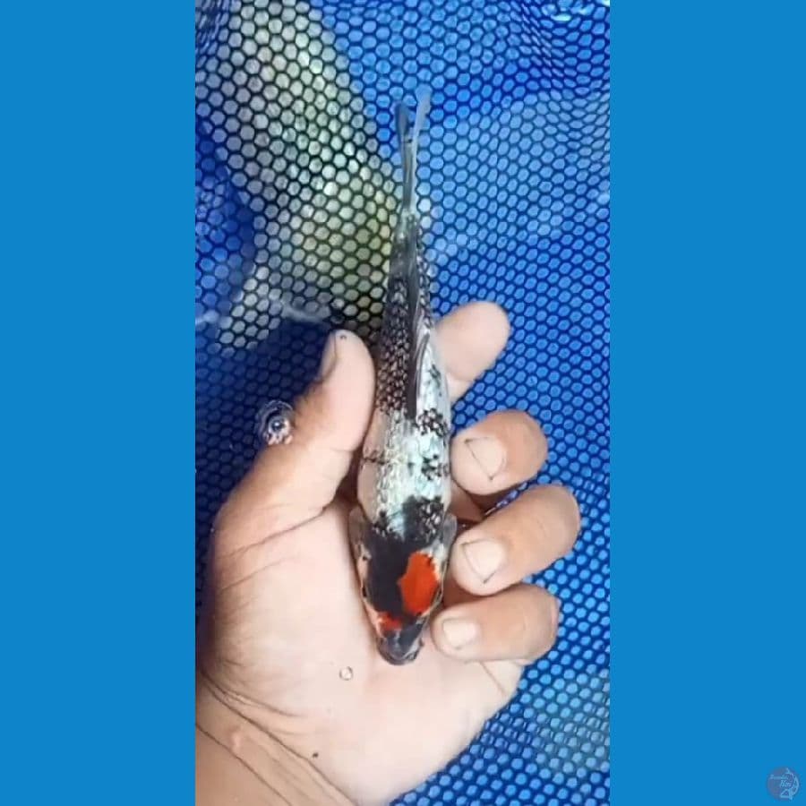 tanco sowa gindrin SQ 16CM