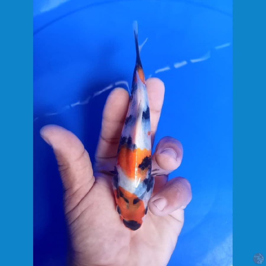 maroten sowa 16cm