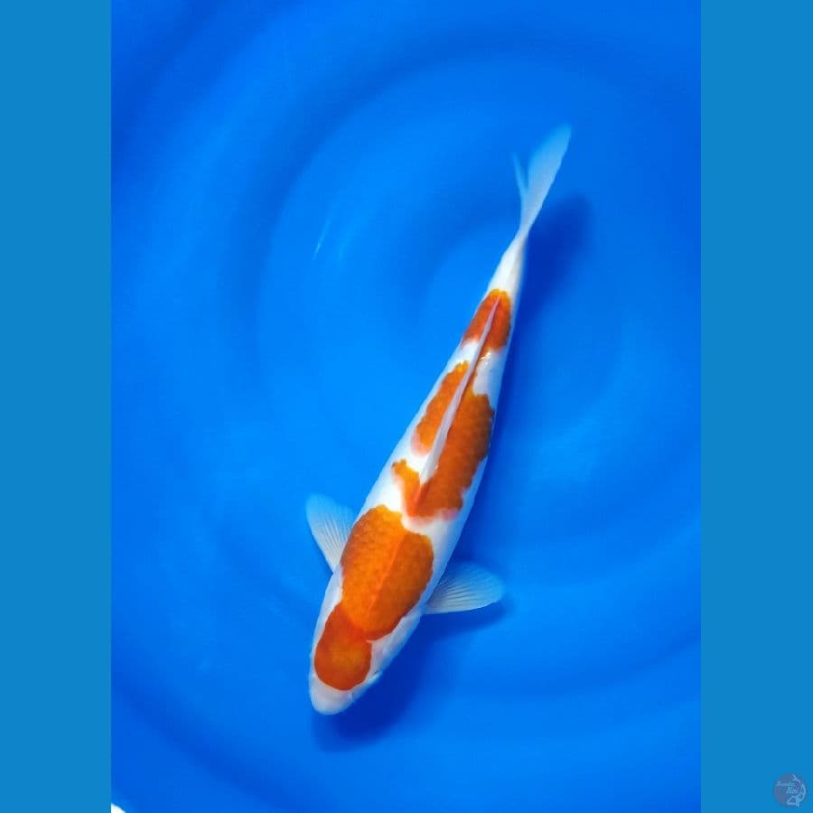 Kohaku size 34 cm f