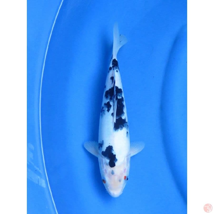 28cm , Bekko