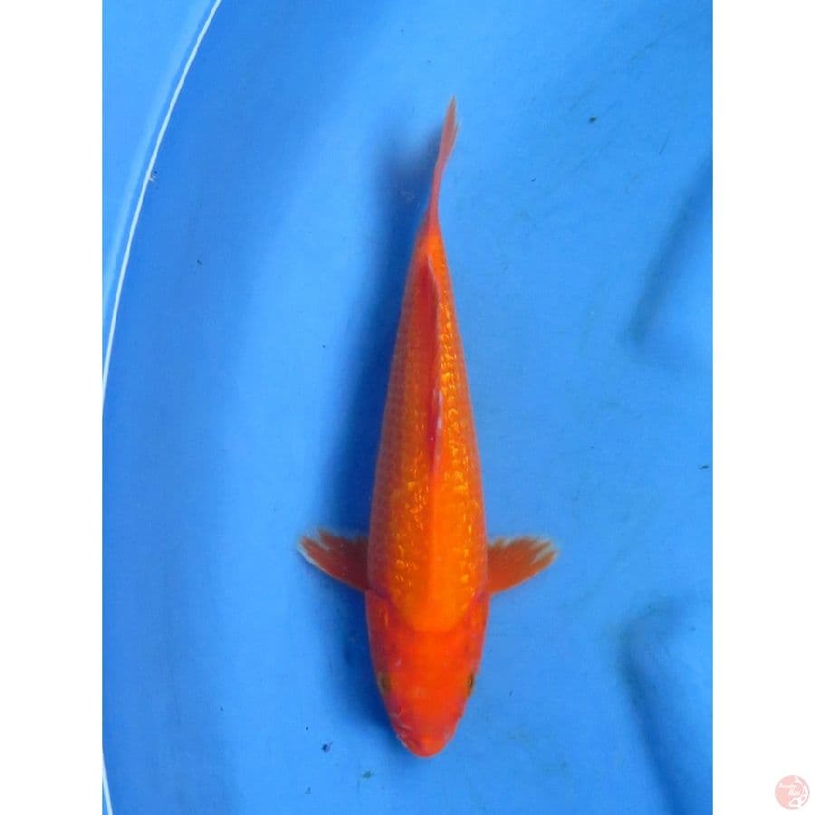26cm , Benigoi Ginro