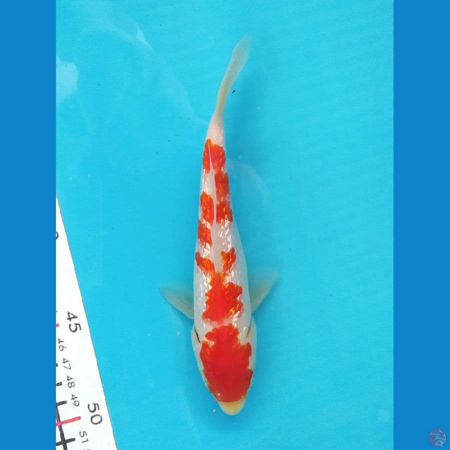 KOHAKU GINRIN 19CM MALE