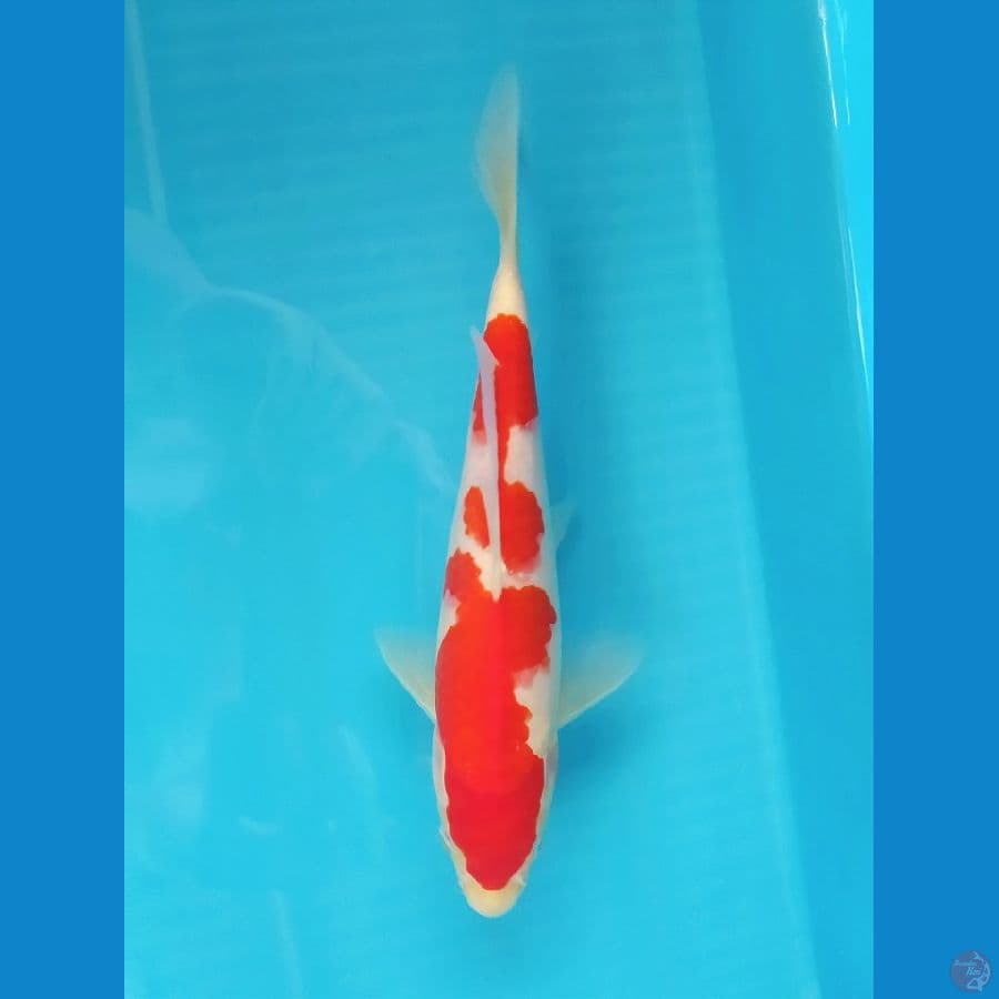 KOHAKU 23 CM MALE