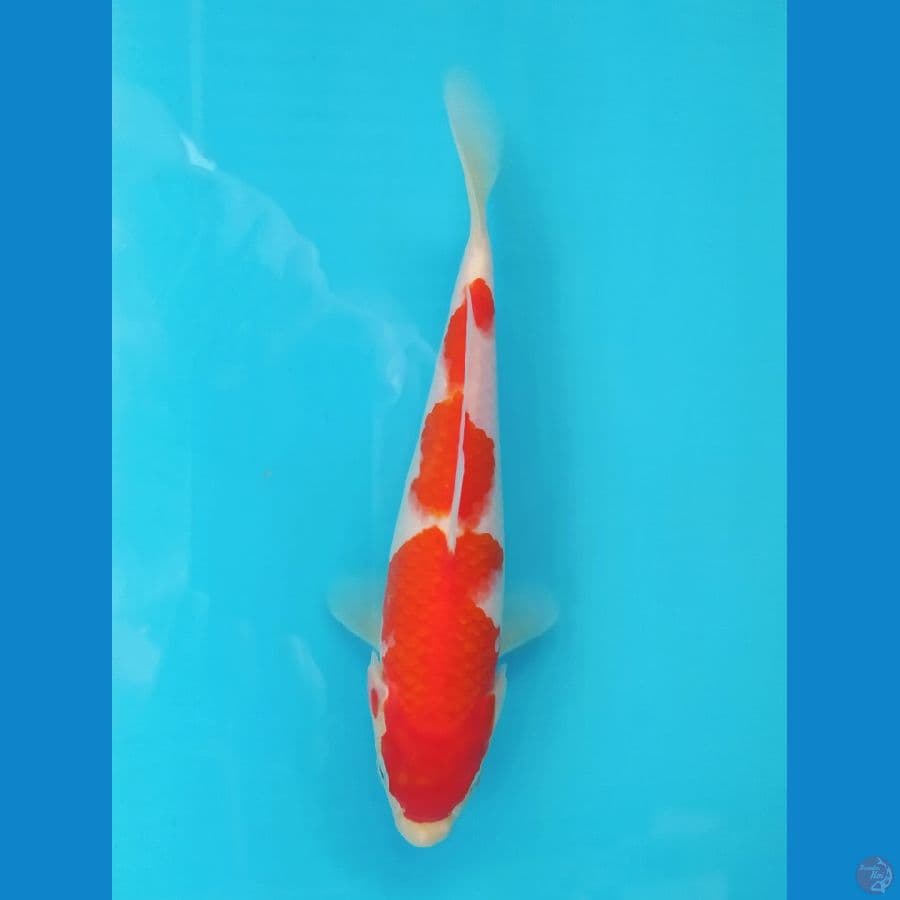 KOHAKU 22CM FEMALE