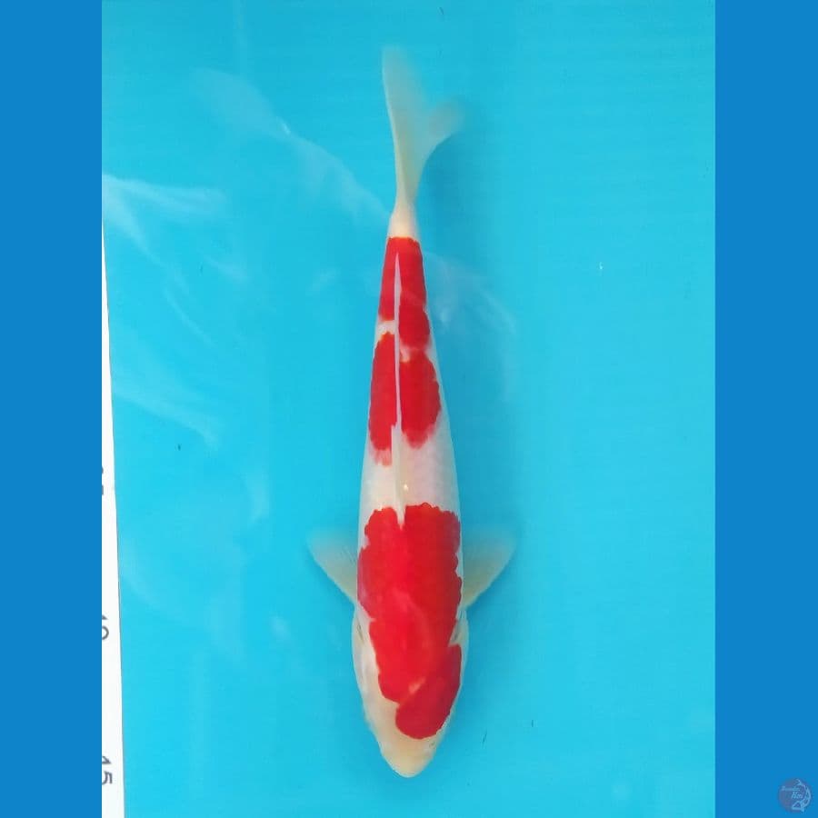 KOHAKU 23 CM MALE