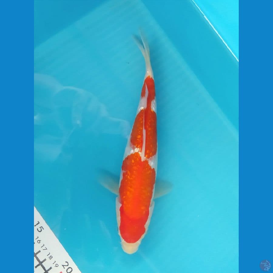 KOHAKU GINRIN 23CM UNCHEK