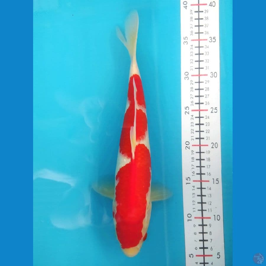 KOHAKU 31CM MALE