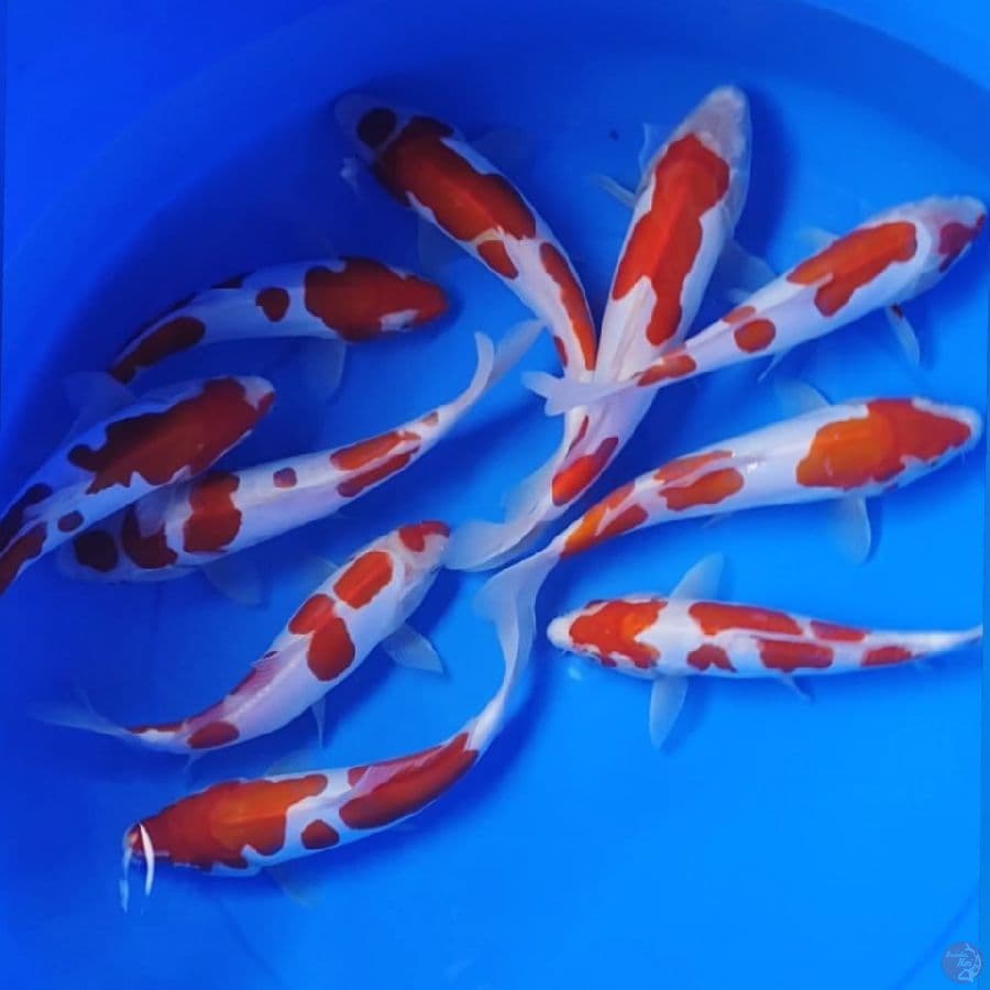 KOHAKU DOIDSU 23*26CM 10EKOR