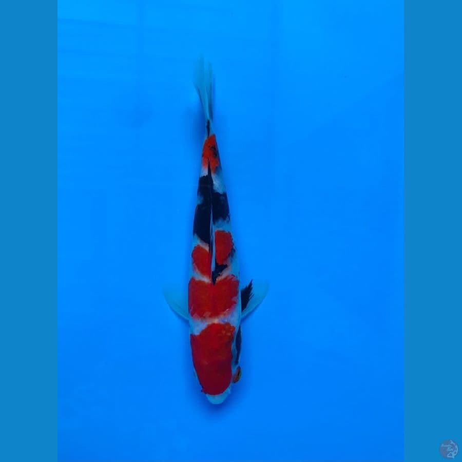 showa original 17cm male