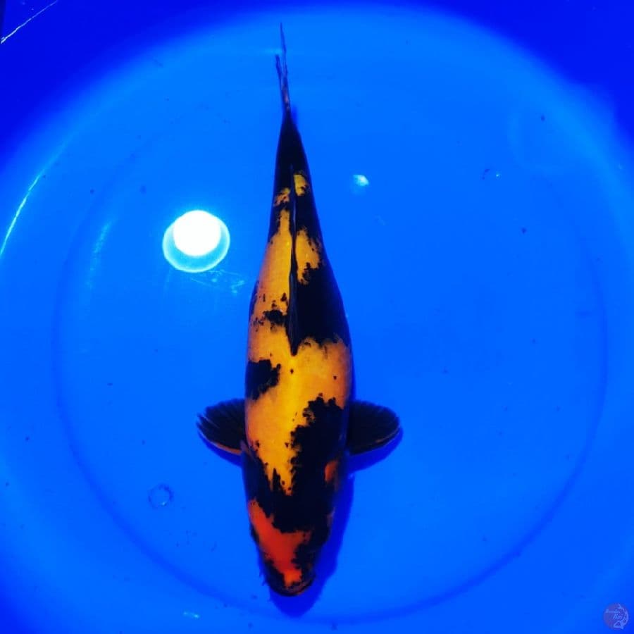 HIUTSURI 38CM