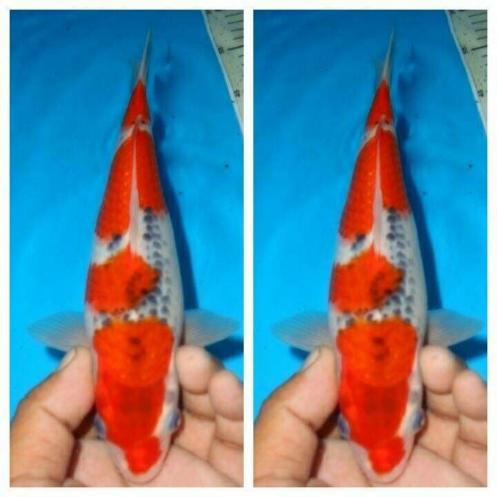 Goshiki f1