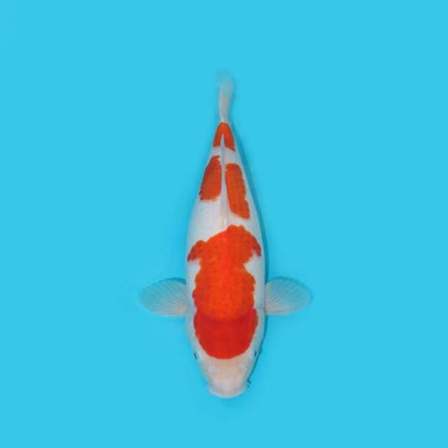 KOHAKU F1 BERPUNUK 37 CM
