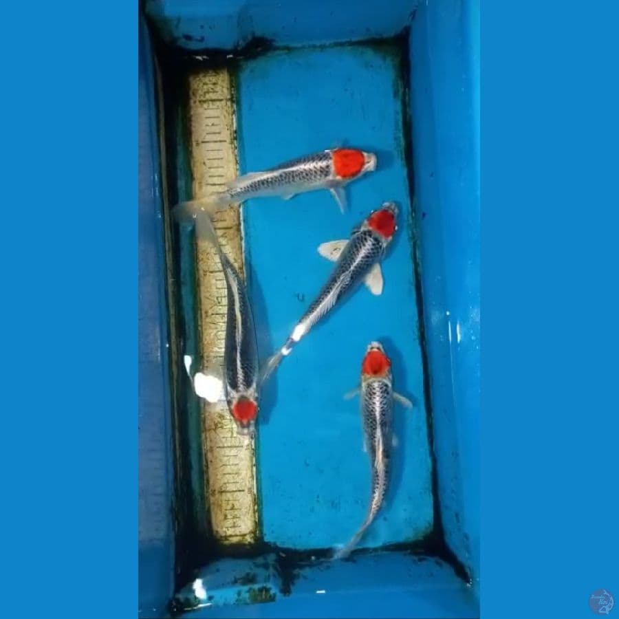Paket 4ekor 23-26cm
