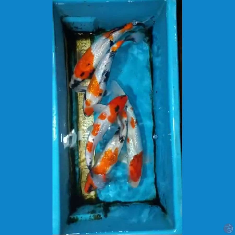 Paket 5ekor 30-35cm
