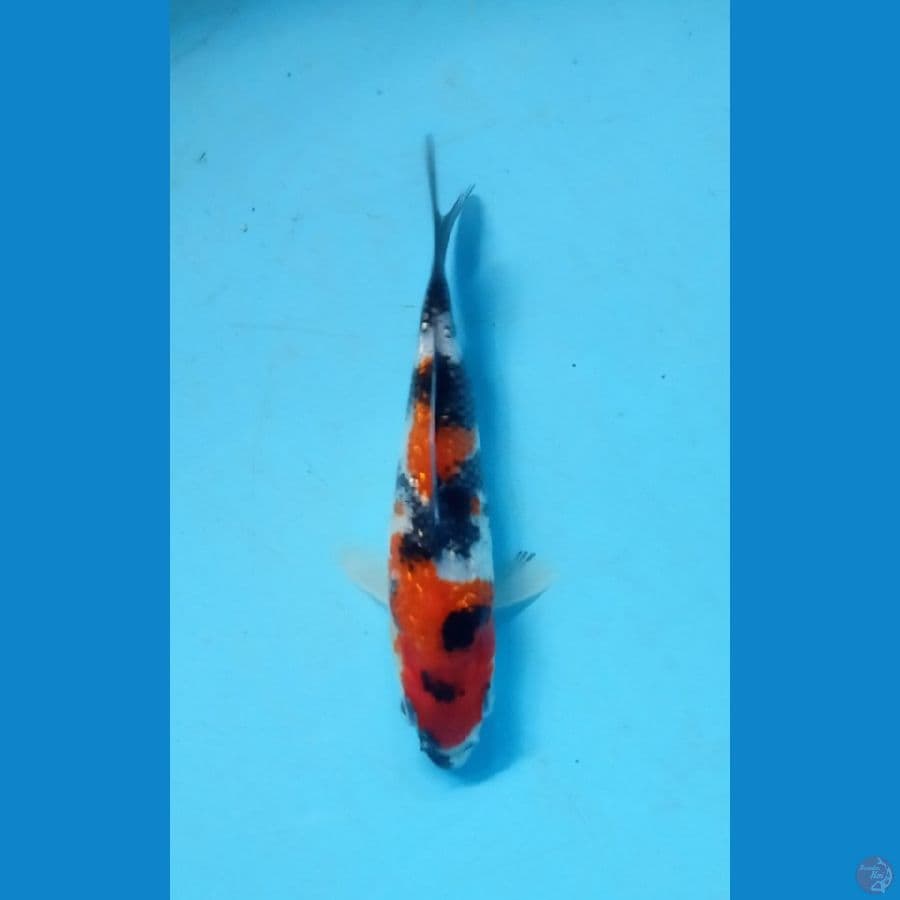 Showa ginrin 15.Cm