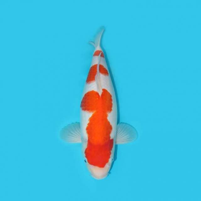 KOHAKU F1 GOOD SPECIAL PUNUK 36 CM