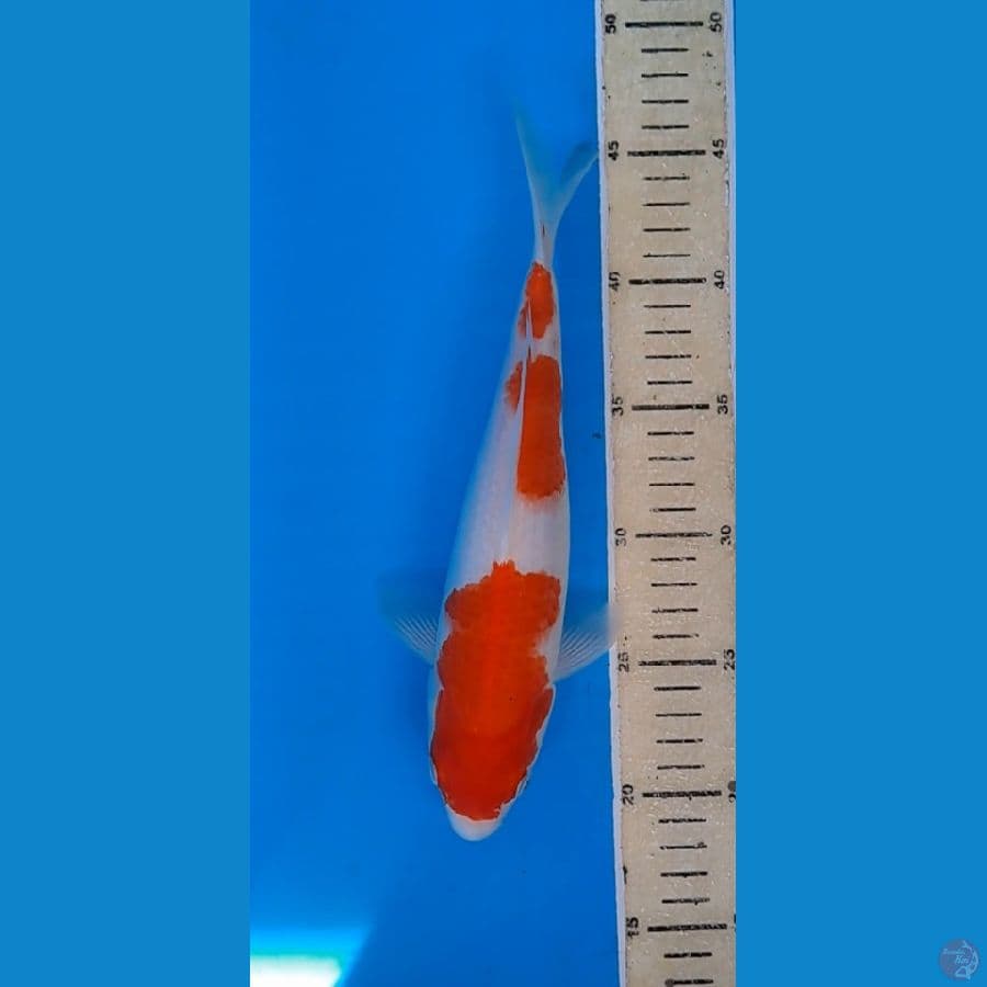 kohaku