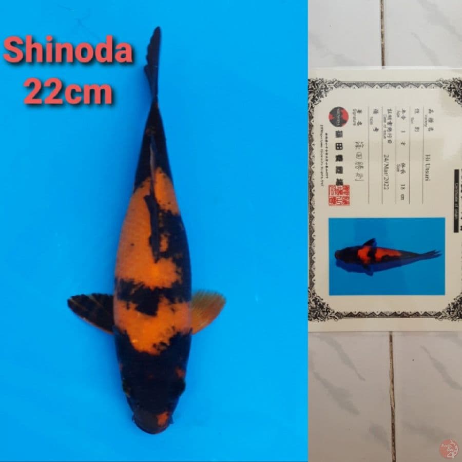 SHINODA HIUTSURI 22CM